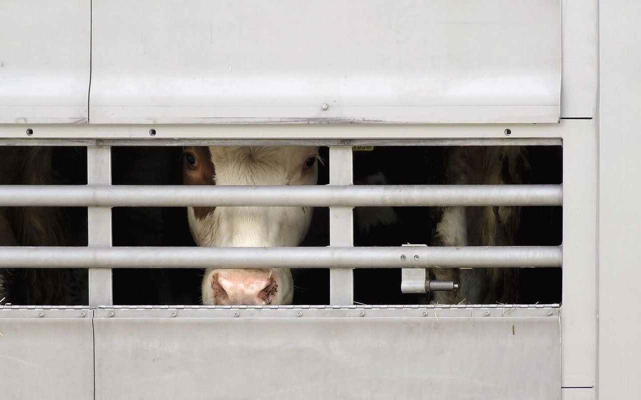 Rind schaut aus einem Tiertransport-LKW.