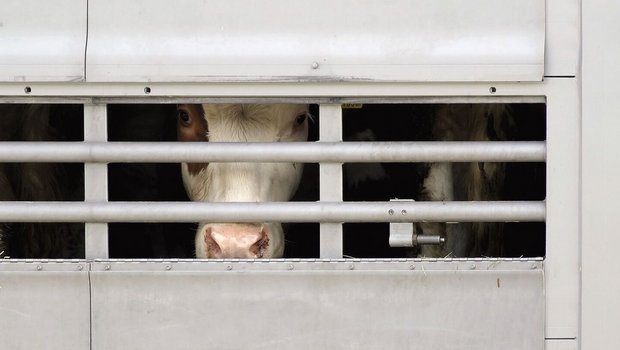 Rind schaut aus einem Tiertransport-LKW.