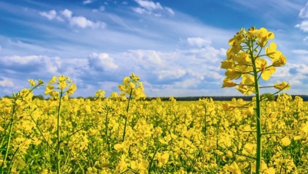 Inländischer Raps erlebt eine Hochblüte Die Schweizer Ölmühlen wollen von der Ernte 2020 rund 106'000 Tonnen Raps und nur 9700 t Sonnenblumen übernehmen. Bild: Adobe Stock