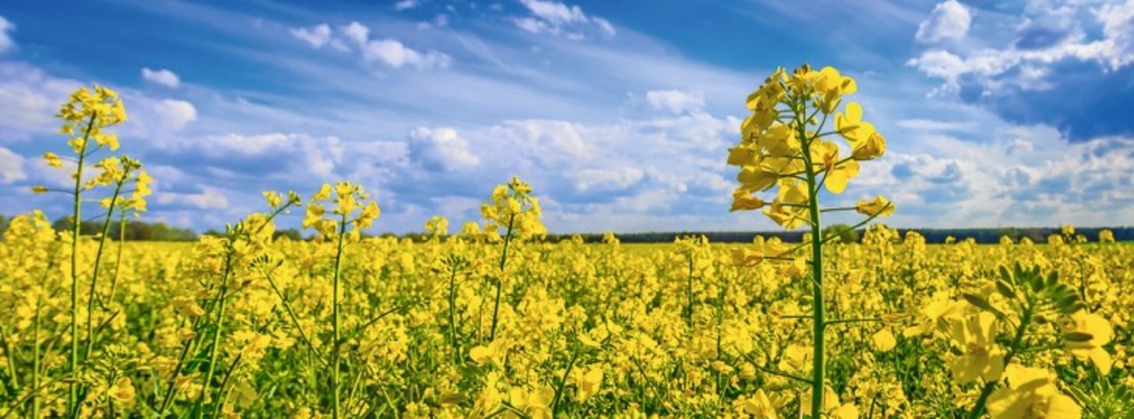 Die Schweizer Ölmühlen wollen von der Ernte 2020 rund 106'000 Tonnen Raps und nur 9700 t Sonnen­blumen übernehmen. Bild: Adobe Stock