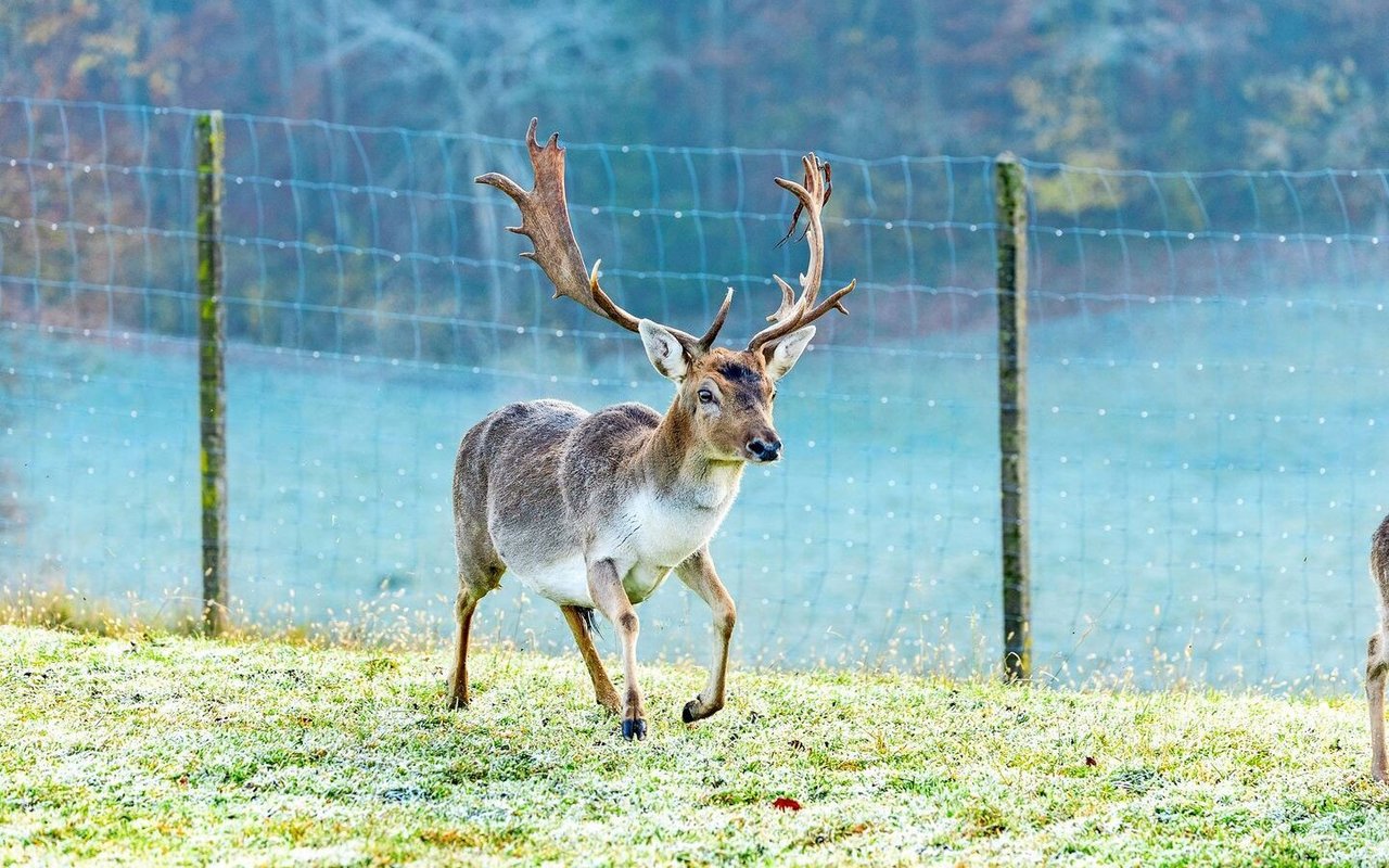 Der männliche Hirsch, der Stier, kann bis etwa zehn Jahre genutzt werden. 