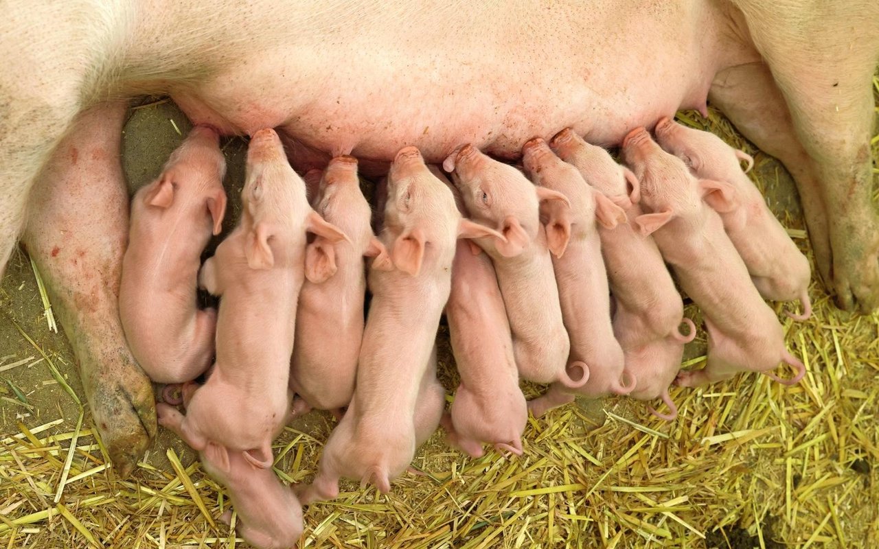 Die Anzahl abgesetzter Ferkel pro Sau und Jahr ist eine zentrale Kennzahl bei der Zuchtauswertung.