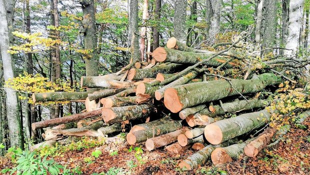 Die Nachfrage nach Energieholz steigt. Der Verbrauch hängt aber auch stark von den Temperaturen in den Wintermonaten ab. 