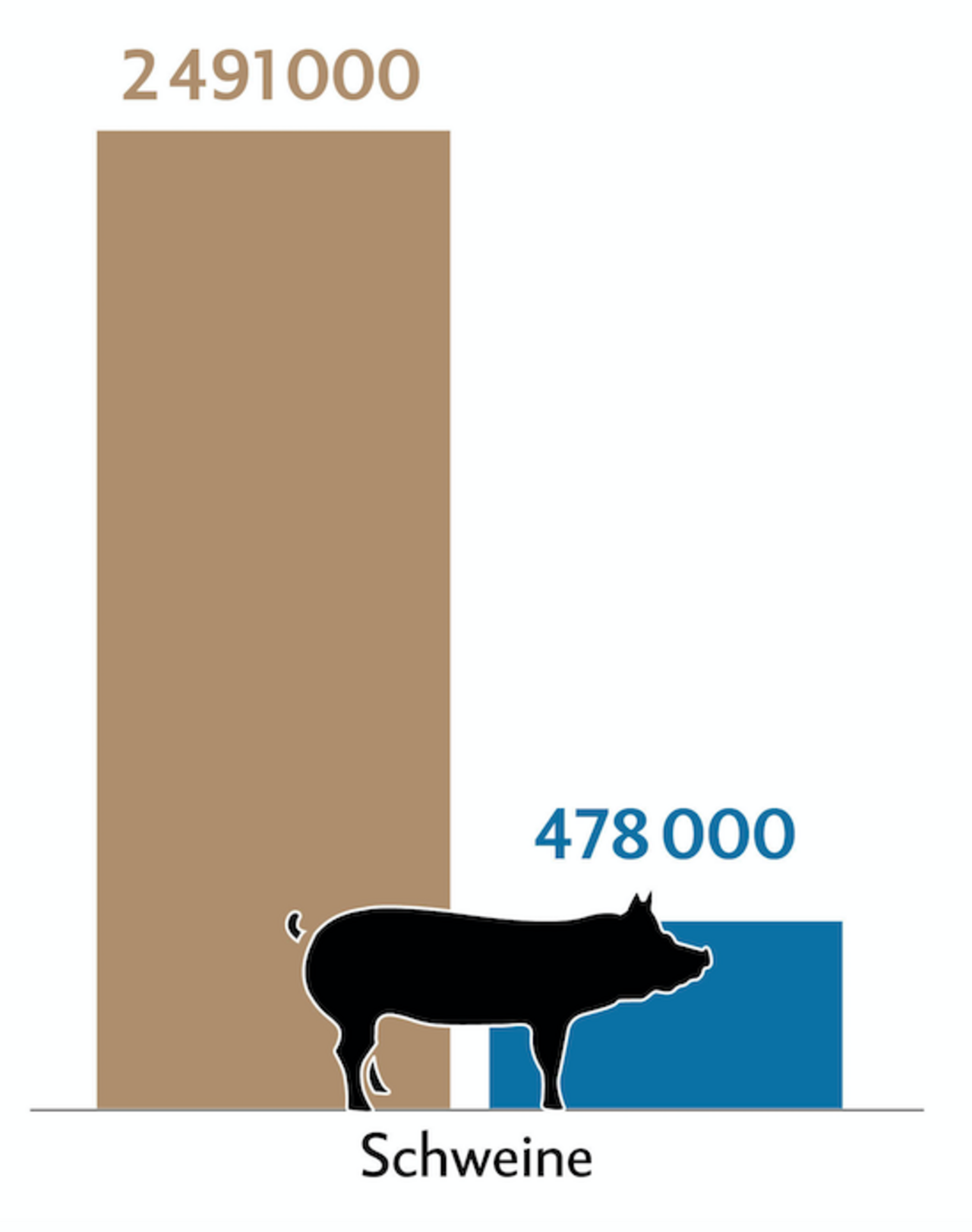 Balkendiagramm zeigt die Tierzahlen (braun) und Behandlungszahlen (blau) der Schweine in der Schweiz.