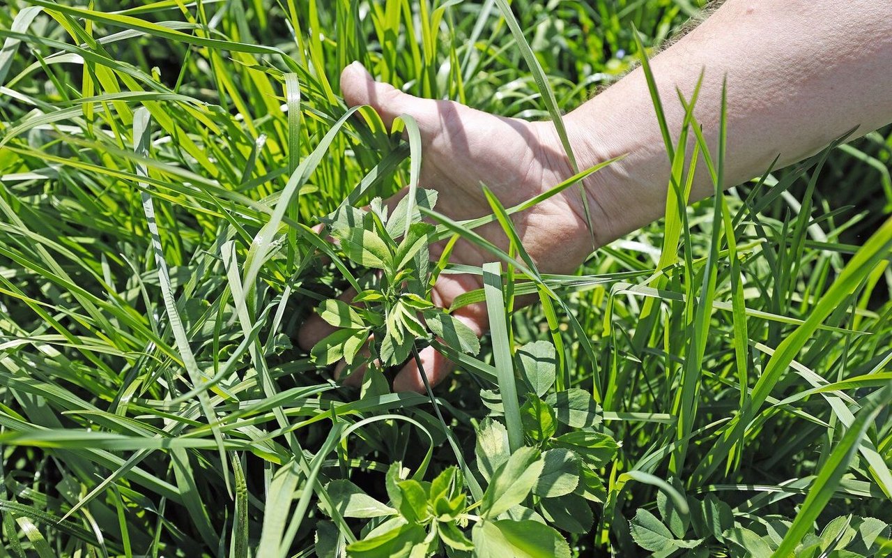 Beim Kleegrasbestand ist die schonende Bearbeitung mit dem Bürstenaufbereiter wichtig, damit es bei den Leguminosen nicht zu hohen Bröckelverlusten kommt.