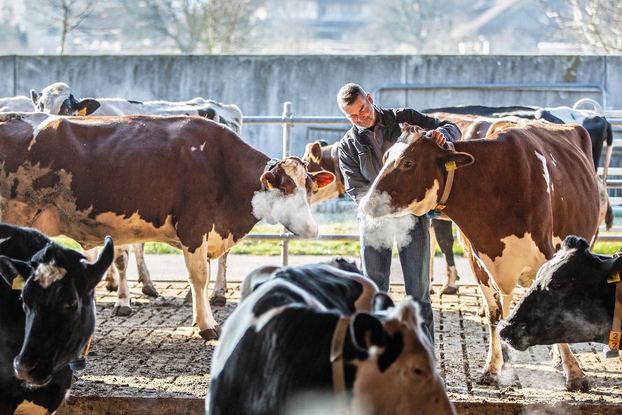 Christian Wolleb setzt auf Verkehrsmilch-Produktion, Philipp Fehlmann und seine Partnerin können sich gut vorstellen, Milch selber zu vermarkten. Bild: Pia Neuenschwander