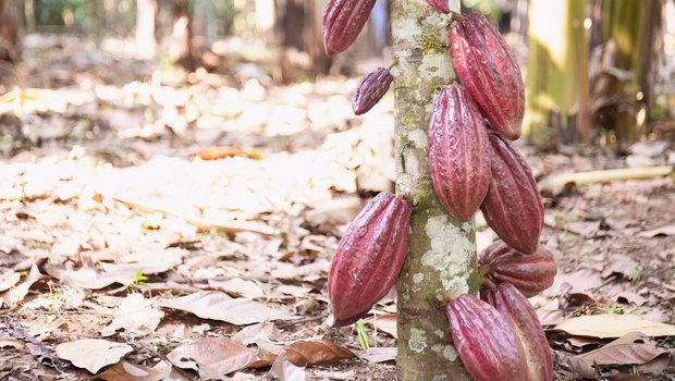 Kakaobaum mit Schoten als Beispiel für landwirtschaftliche Lieferkette mit grossen Auswirkungen.