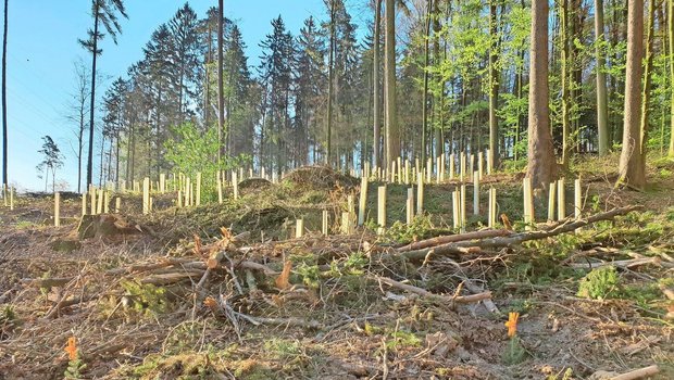 Wälder müssen klimafitter werden. Beim Aufforsten gilt es auf eine Durchmischung der Baumarten zu achten. Solothurn arbeitet an einer an den Kanton angepassten Baumartenempfehlung, die bald aufgeschaltet werden soll.  