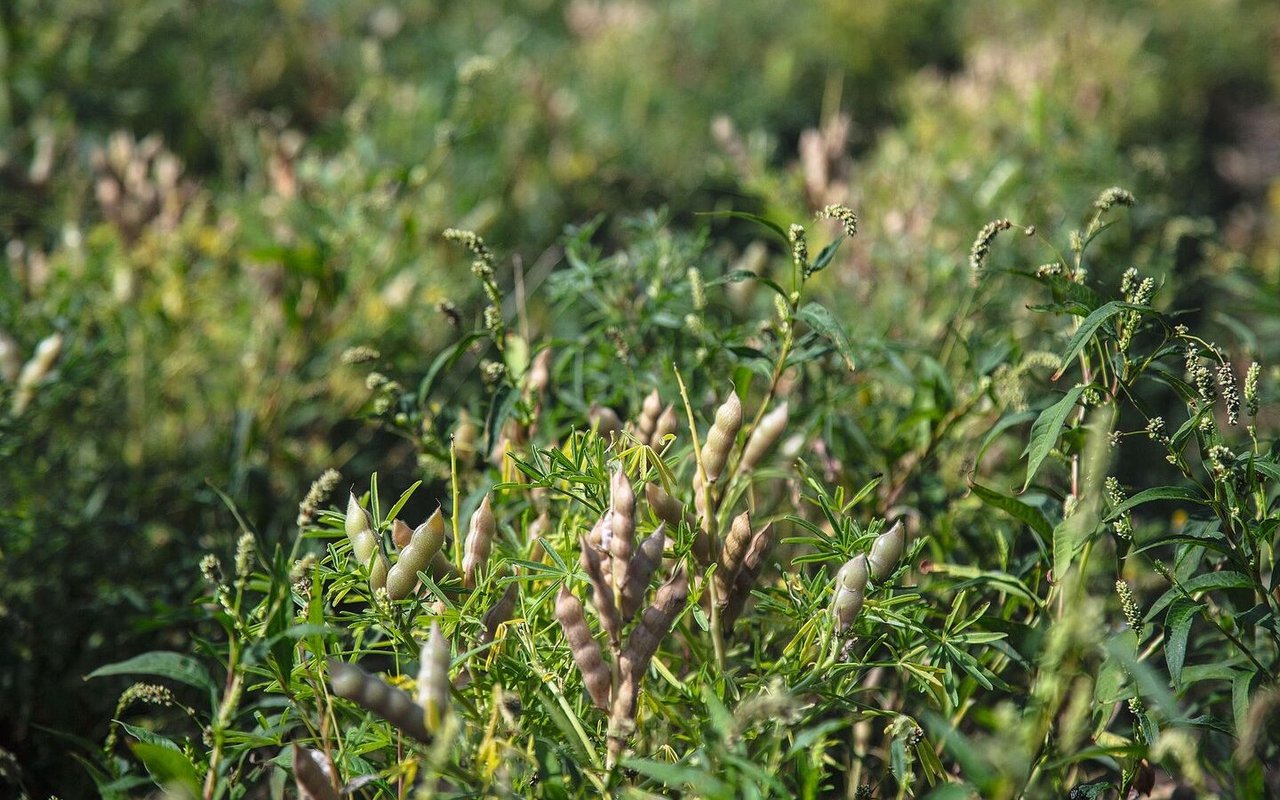 Die Anbaufläche von Lupinen ist zwischen 2017 und 2021 von 115 ha auf 230 ha gestiegen.