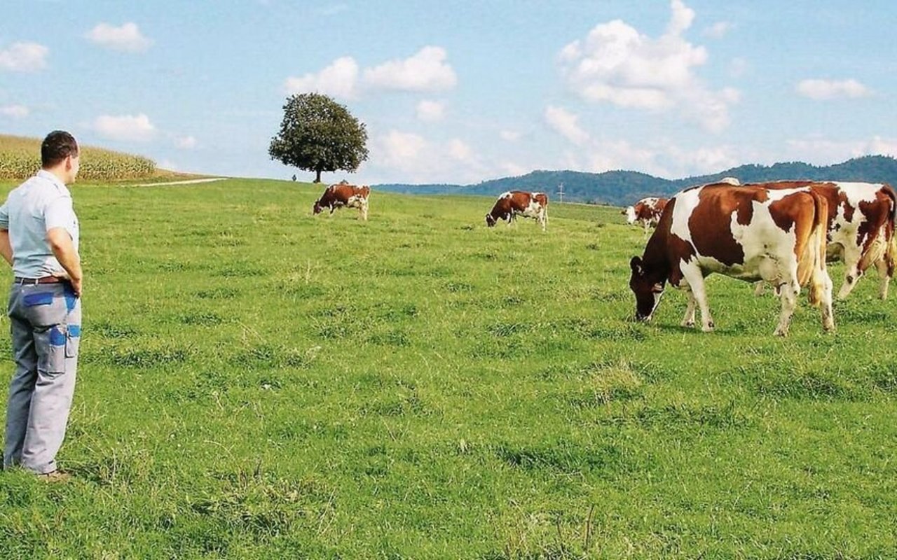 Ein Landwirt steht auf der Weide und beobachtet eine grasende Kuh.