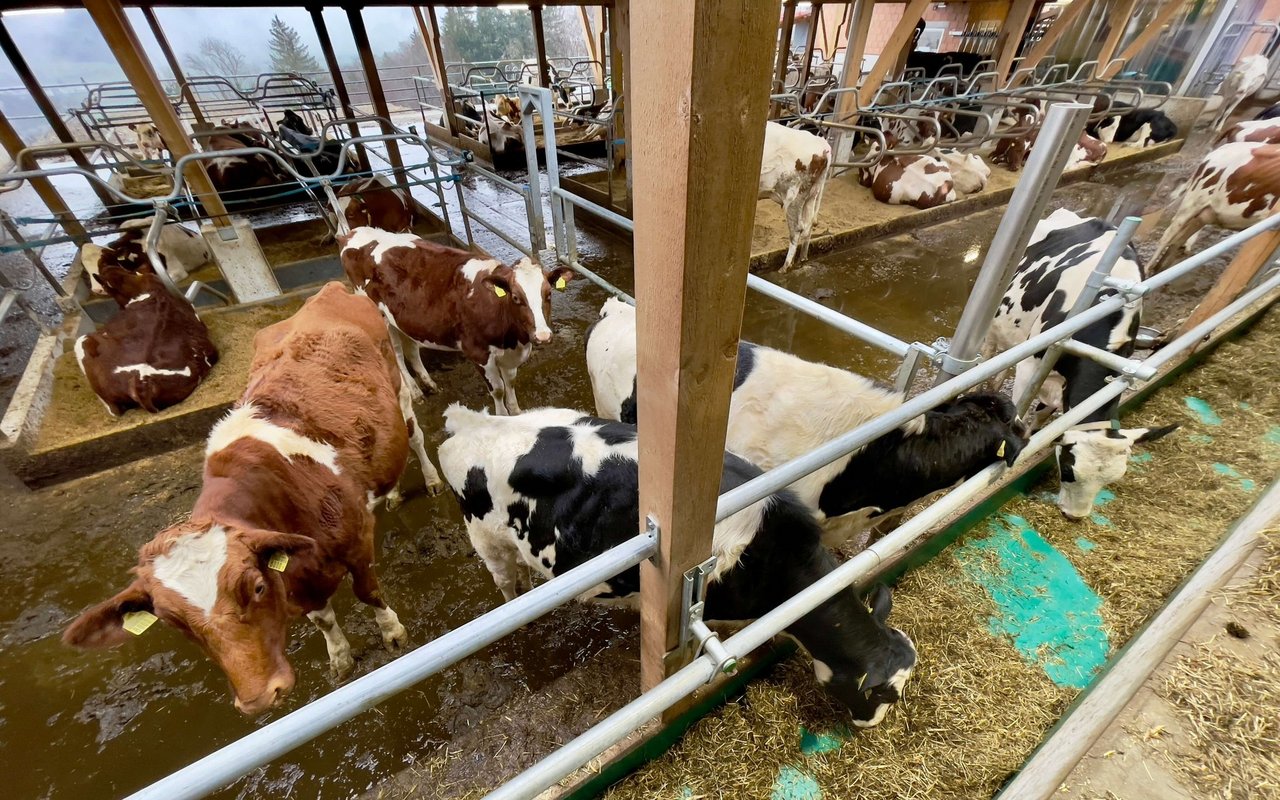 Milchkühe im Boxenlaufstall.