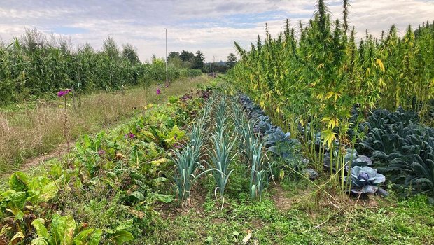 Auf elf Permakultur-Betrieben untersucht die HAFL in einem Projekt mit dem BLW und der Stiftung «Sur-La-Croix»  u.a. die Flächenproduktivität.