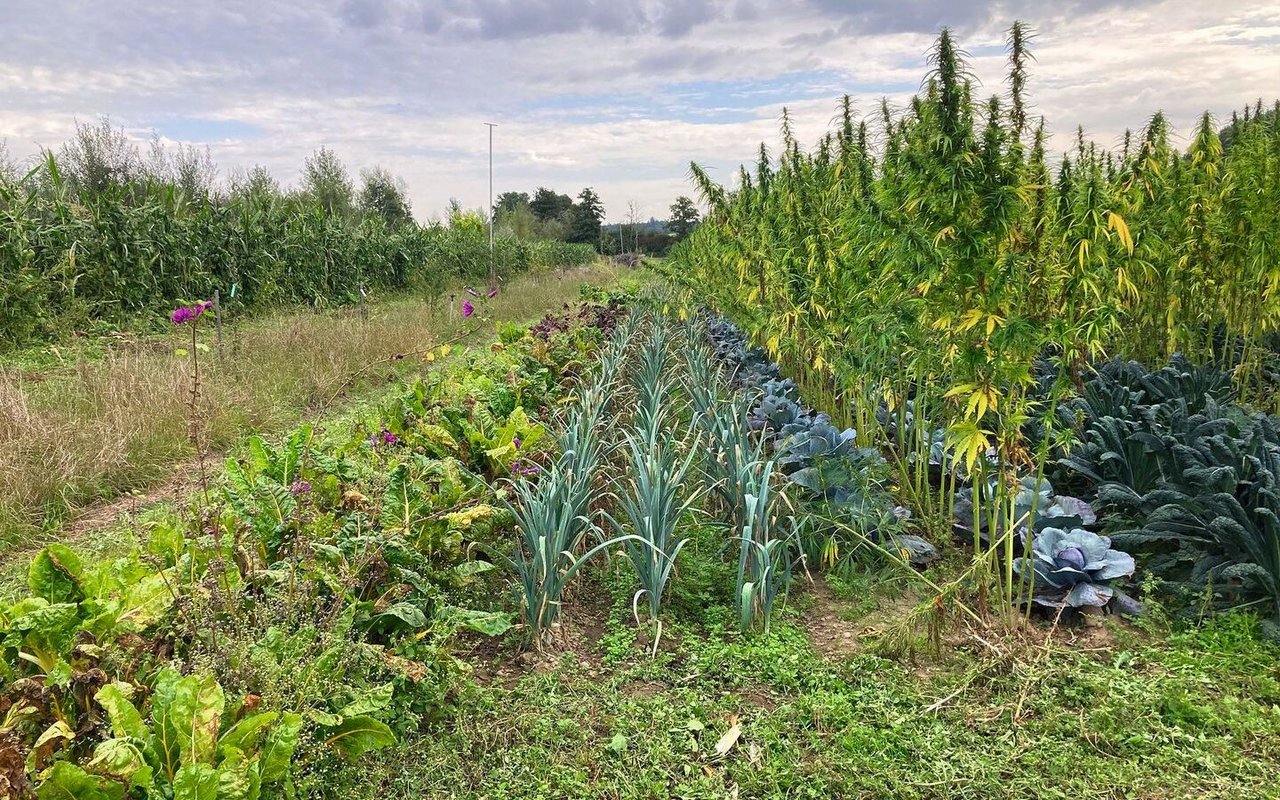 Auf elf Permakultur-Betrieben untersucht die HAFL in einem Projekt mit dem BLW und der Stiftung «Sur-La-Croix»  u.a. die Flächenproduktivität.