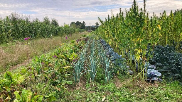 Auf elf Permakultur-Betrieben untersucht die HAFL in einem Projekt mit dem BLW und der Stiftung «Sur-La-Croix» u.a. die Flächenproduktivität.