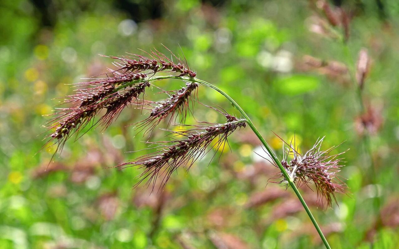 Die Hühnerhirse wächst oft auf trockeneren Kartoffel-, Zuckerrüben- oder Maisflächen.