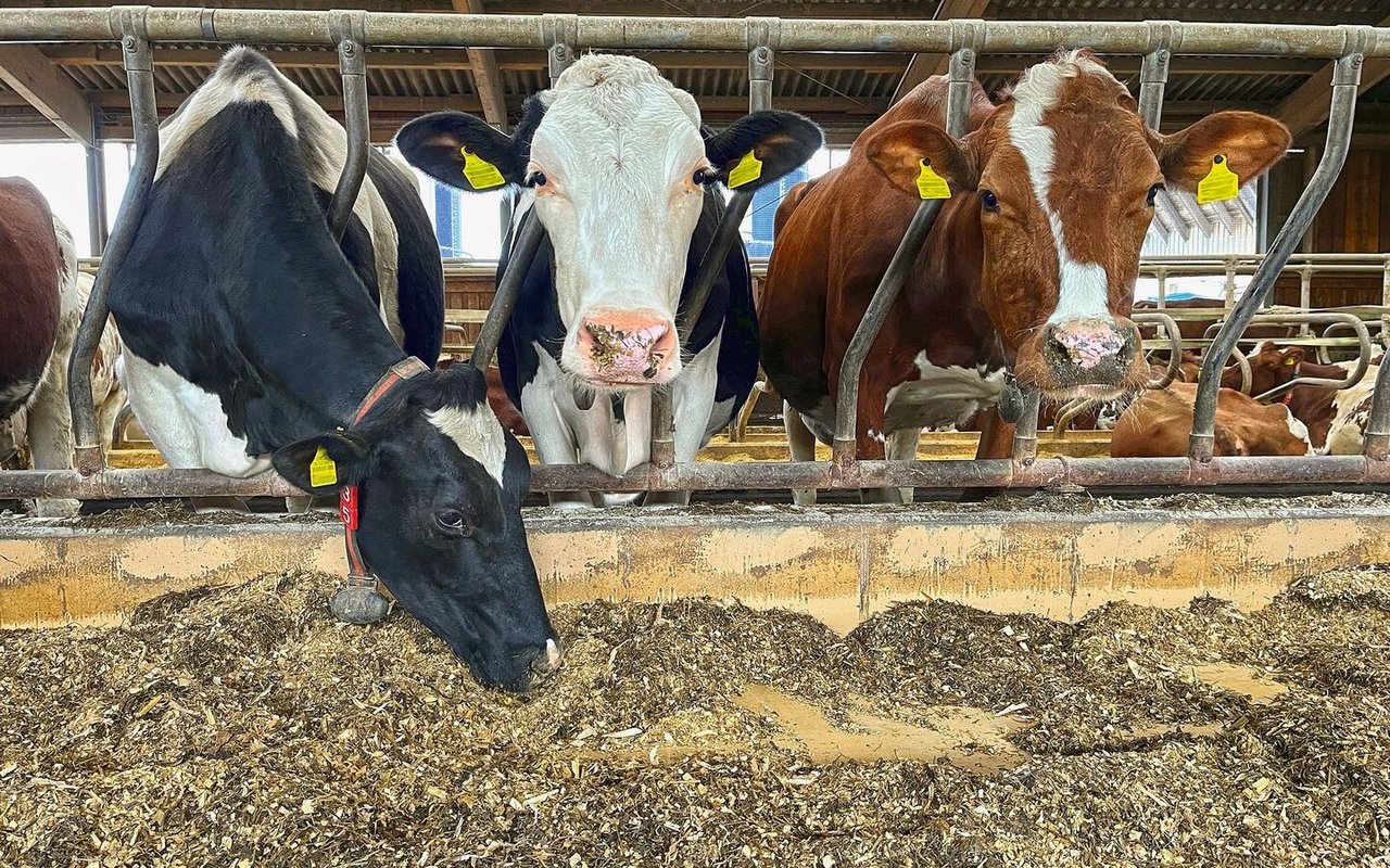 Zwei Kühe strecken ihre Köpfe durch das Gitter und fressen Maissilage vom Futtertisch im Stall.