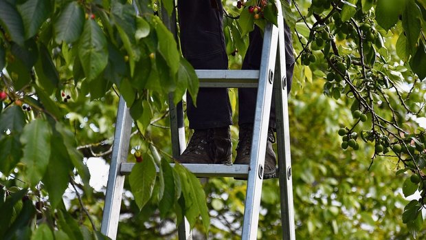 Die Suche nach auslä Die Suche nach ausländischen Erntehelfer(innen) ist schwieriger geworden. Die Perspektiven in typischen Gastarbeiternationen wie Portugal und Polen haben sich verbessert. Es fehlt aber auch an Schweizer Fachkräften.