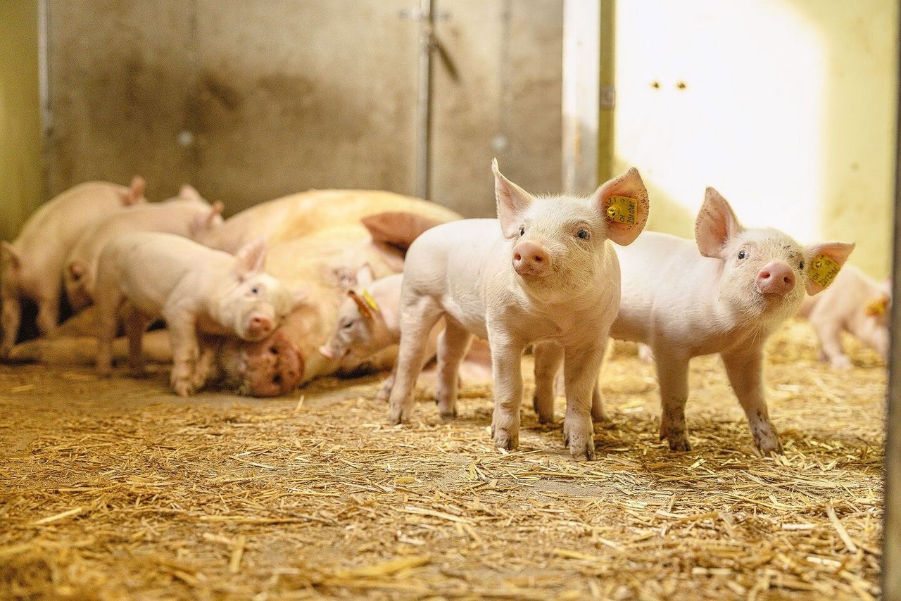 Eine hohe Biosicherheit reduziert das Risiko, einen Krankheitserreger in den Schweinestall zu holen. Dabei muss an alles gedacht werden, was von aussen in den Stall gelangt: Futter, Stroh, Vögel, Schadnager oder auch Personen können Erreger einschleppen.