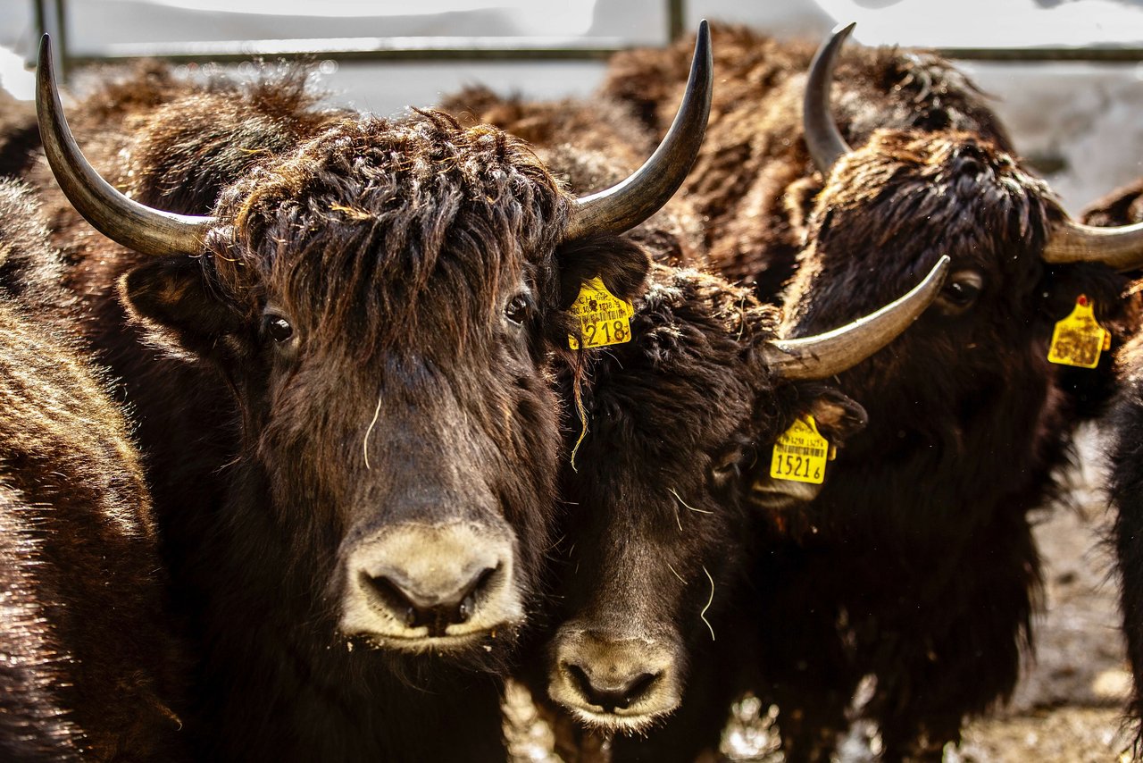 Die Yaks vom Schweizer Landwirt Adrian Regli in Andermatt UR.