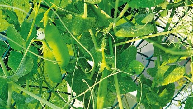 Futterbau: Erbsenschoten im Wachstum Nahaufnahme von Erbsenschoten an der Pflanze.