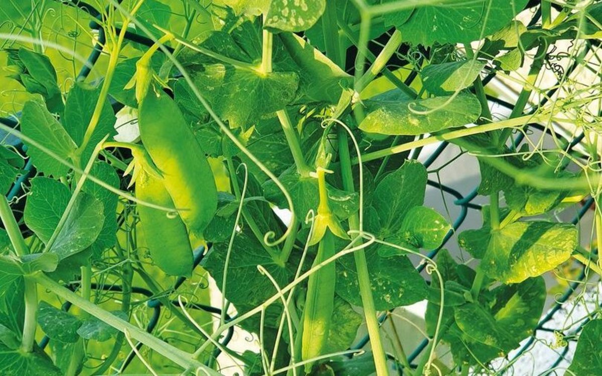 welchen dnger fr zimmerpflanzen Volldnger fr Hydrokultur und Grnpflanzen  Green Me Up