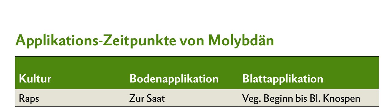 Applikations-Zeitpunkt von Molybdän bei Raps.