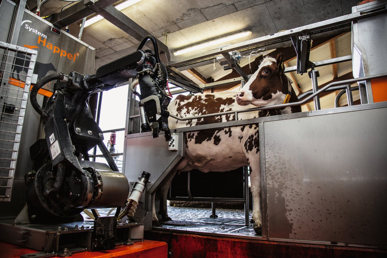 «Was passiert denn da?»Die Kuh in der Melkbox istvon der Fotografin abgelenkt und schaut herum.Beim System Happel setzt ein Industrie-Roboter die Melkbecher an. Optional könnte er auf der anderen Seite eine zweite Melkbox bedienen. Bild. Pia Neuenschwander