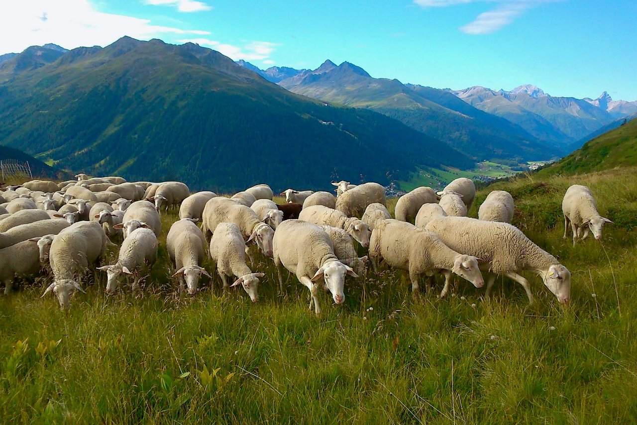 Lacaune-Milchschafe auf einer Alp im Kanton Graubünden. Bild: BGK/SSPR