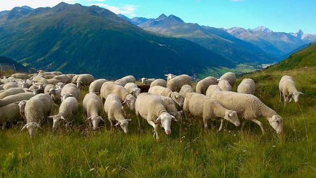 Lacaune-Milchschafe auf einer Alp im Kanton Graubünden. Bild: BGK/SSPR