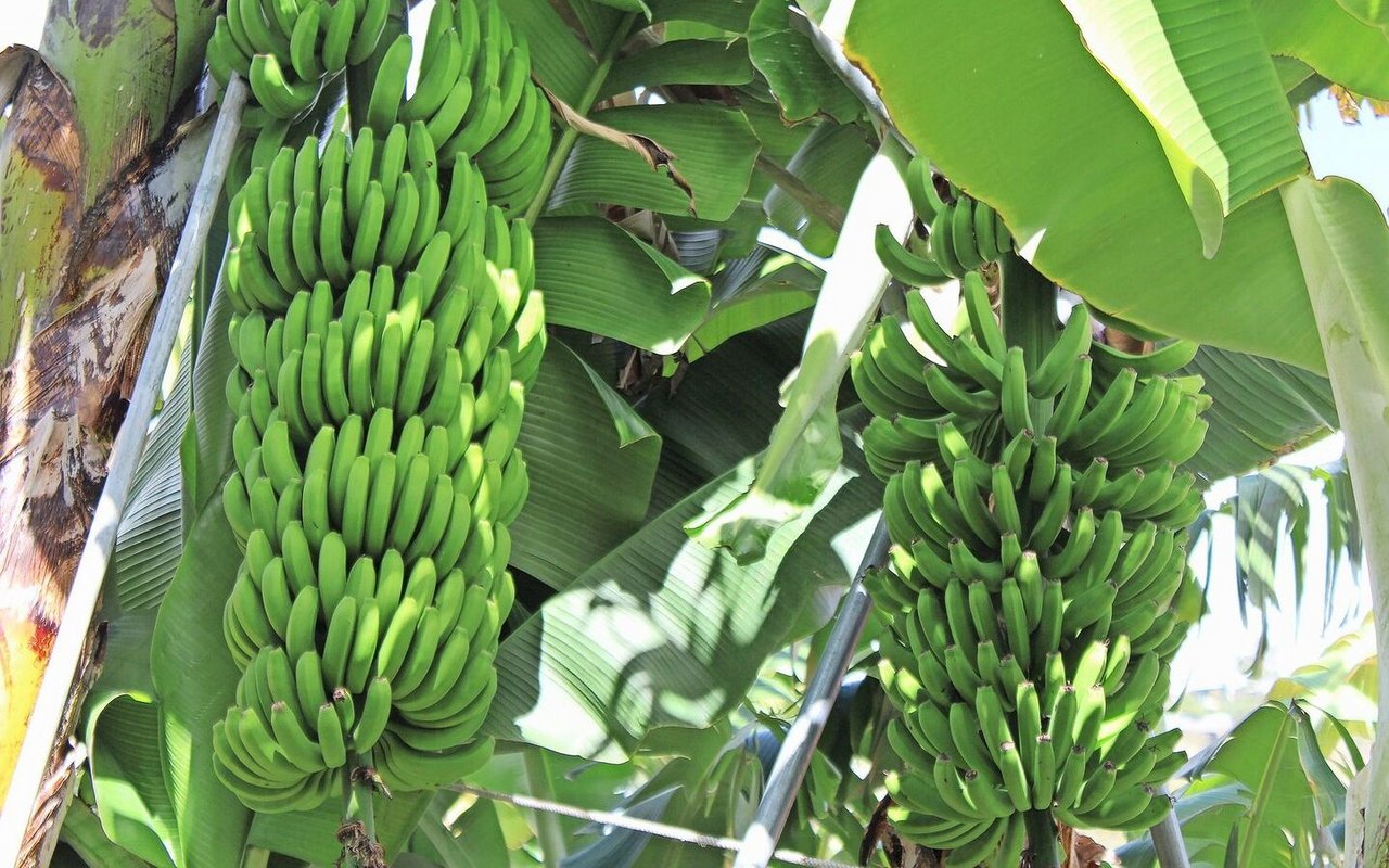 Rund 2900 ProduzentInnen produzieren auf Madeira gesamthaft 25 000 Tonnen Bananen pro Jahr. Davon werden 80 % aufs portugiesische Festland exportiert, der Rest wird auf der Insel vermarktet. 