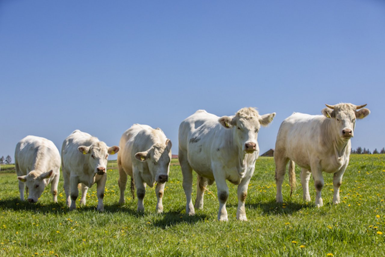 Die Charolais-Rinder der Betriebsgemeinschaft Schmied/Tretow in Säriswil BE. Bild: Pia Neuenschwander