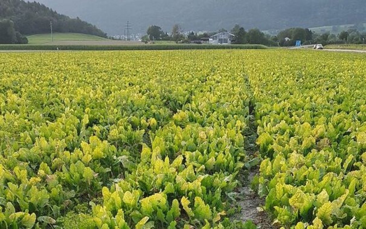 Die mit SBR befallenen Rüben vergilben und zeigen teilweise Nekrosen bei älteren Blättern. Ganz ähnliche Symptome zeigt auch die Infektion durch die viröse Vergilbung, weshalb die beiden Krankheiten auf den ersten Blick schwierig zu unterscheiden sind.