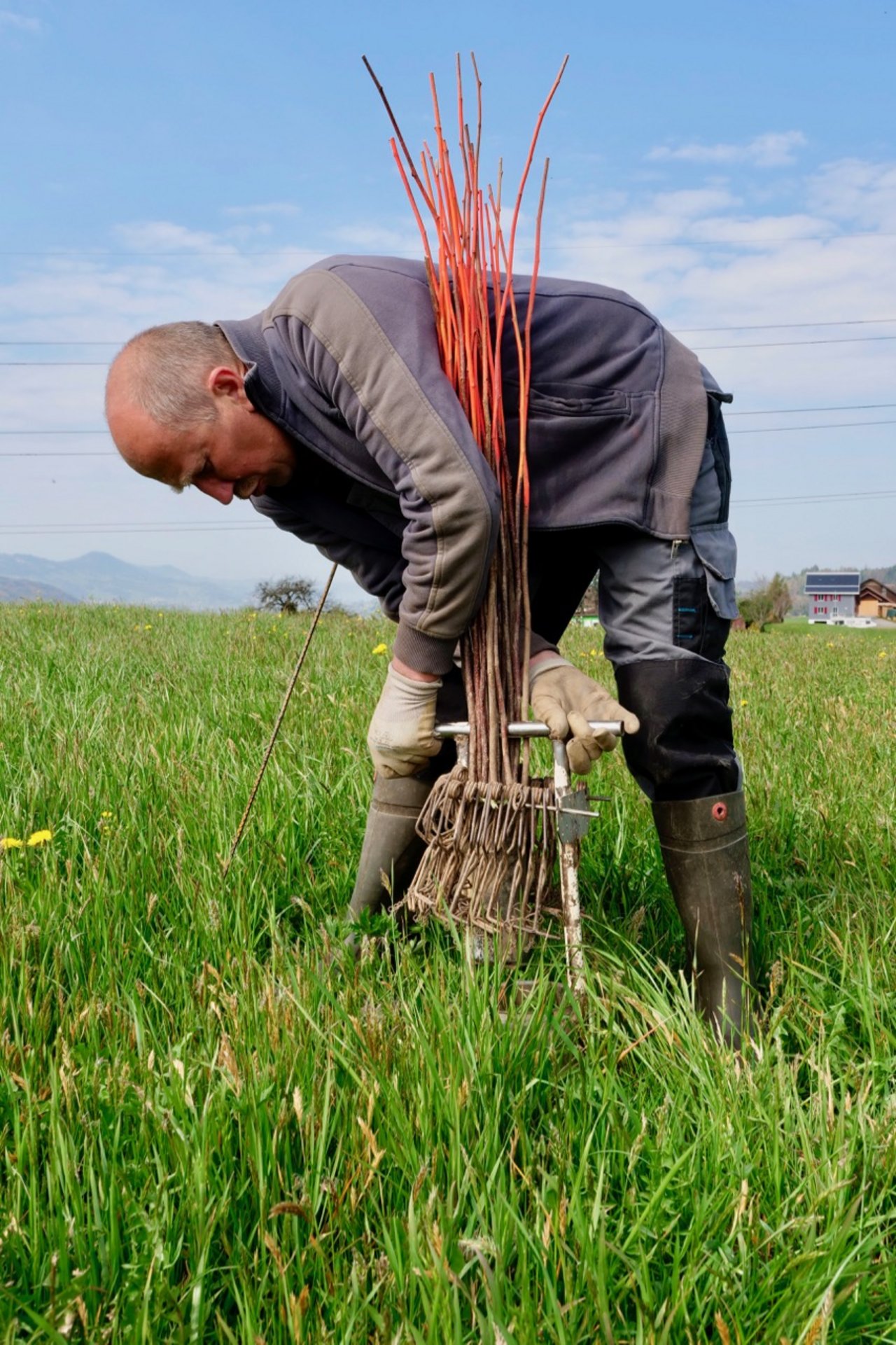 Ricklins Mäusebekämpfungs-System ist handlich: Er trägt alles auf einmal: Die Ringli-Fallen, das Locheisen und die Holzstecken. Bild: Martina Rüegger