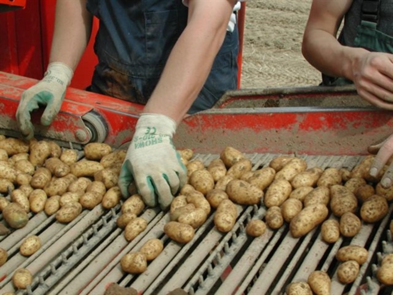 Diesen Frühling und Sommer rollte eine Grossernte an Frühkartoffeln über die Förderbänder auf den Kartoffelgrabern. (Bild BauZ)