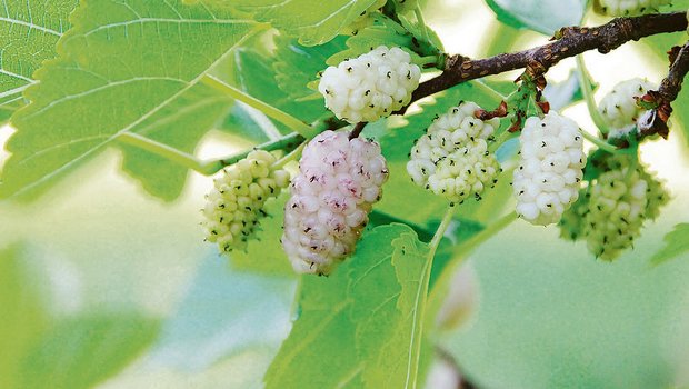 Weisse Maulbeeren schmecken süss, die Blätter des Baumes werden bei der Seidenproduktion an die Raupen eines Nachtfalters verfüttert. (Bild Pixabay)