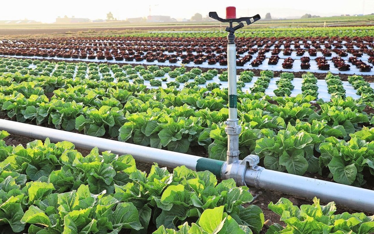 Im Feldgemüsebau kommen Rohrberegner zum Einsatz.