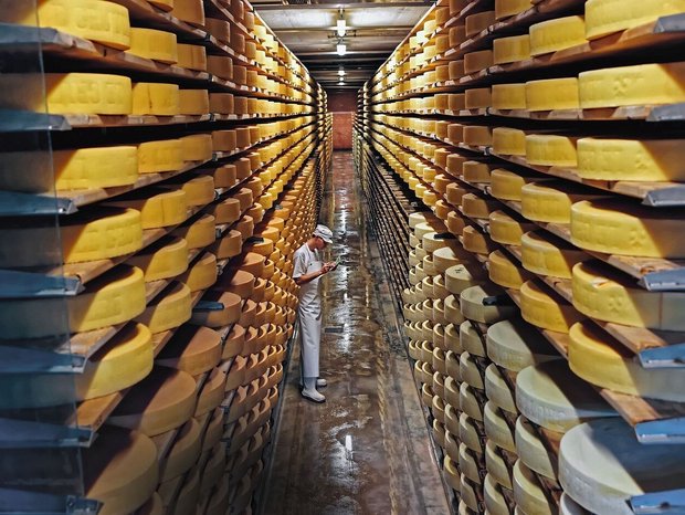Käselager in der Schaukäserei «Maison du Gruyère» in Pringy FR.