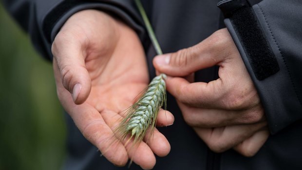 Tritordeum – die neue Getreidekreuzung hat weniger Gluten als Weizen. Bild: «die grüne» / Pia Neuenschwander