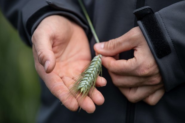 Tritordeum – die neue Getreidekreuzung hat weniger Gluten als Weizen Tritordeum – die neue Getreidekreuzung hat weniger Gluten als Weizen. Bild: «die grüne» / Pia Neuenschwander