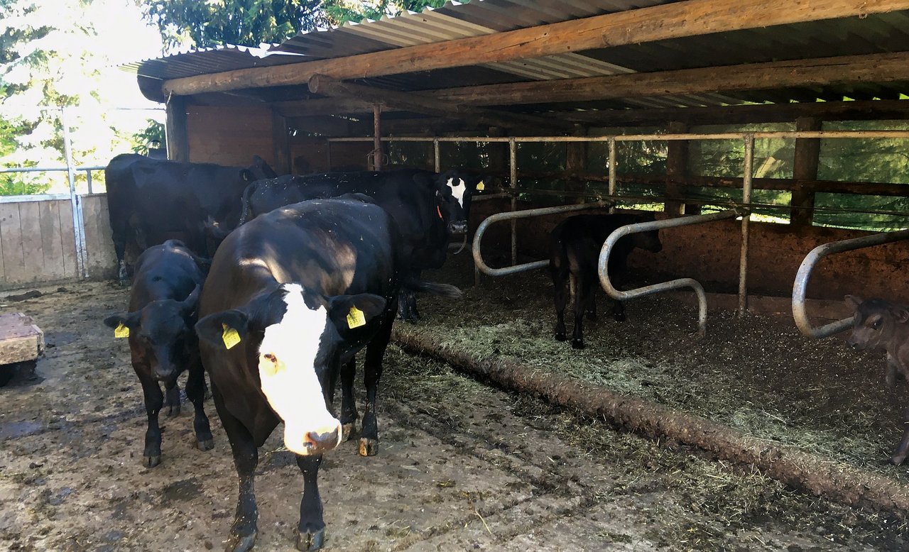 Nach dem Besuch des KGD hat der Landwirt seine Galtkuh-Haltung angepasst: Die Tiere werden nun separat gehalten. Seither haben sich die Kolostrumqualität und die Tiergesundheit massiv verbessert. (Bilder Charlotte Waldvogel)