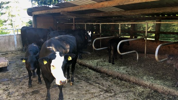 Nach dem Besuch des KGD hat der Landwirt seine Galtkuh-Haltung angepasst: Die Tiere werden nun separat gehalten. Seither haben sich die Kolostrumqualität und die Tiergesundheit massiv verbessert. (Bilder Charlotte Waldvogel)