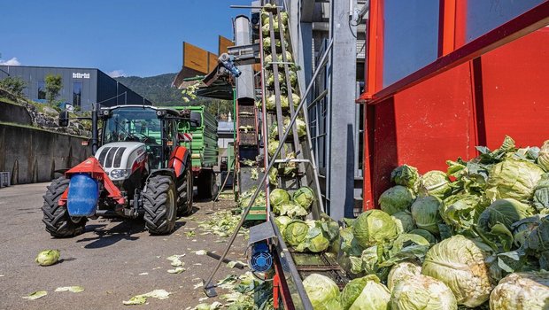 Der Kabis wird von Hadorns direkt zur Fabrik gefahren. Mittels einer Dosieranlage gelangen die Köpfe in die Fabrik zuerst zum Strunkbohrer. Die Rüstabfälle werden vom Produzenten gleich wieder mitgenommen und auf dem Feld verteilt.