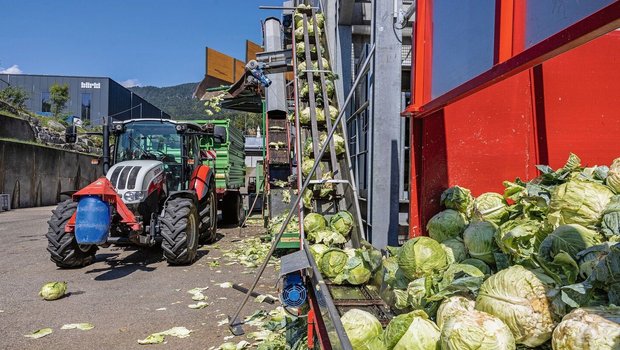 Der Kabis wird von Hadorns direkt zur Fabrik gefahren. Mittels einer Dosieranlage gelangen die Köpfe in die Fabrik zuerst zum Strunkbohrer. Die Rüstabfälle werden vom Produzenten gleich wieder mitgenommen und auf dem Feld verteilt.