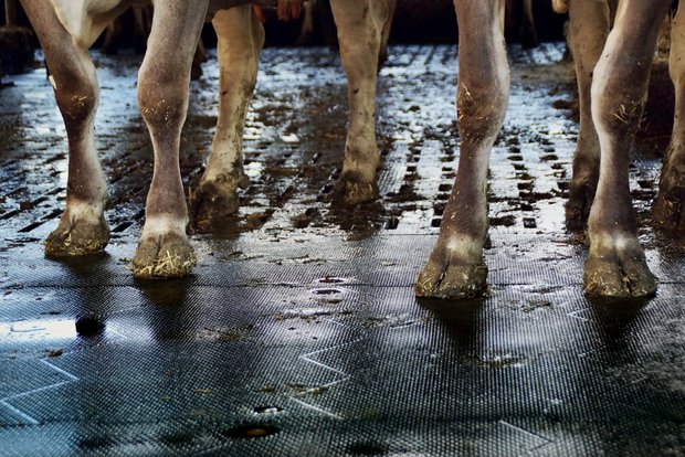 Gummimatten im Stall verschaffen Kühen einen weichen Laufbereich Gummimatten mit dem Schleifmittel (vorne) und ohne Schleifmittel (hinten) über dem Spaltenboden. (Bild: «die grüne» / Michael Götz)