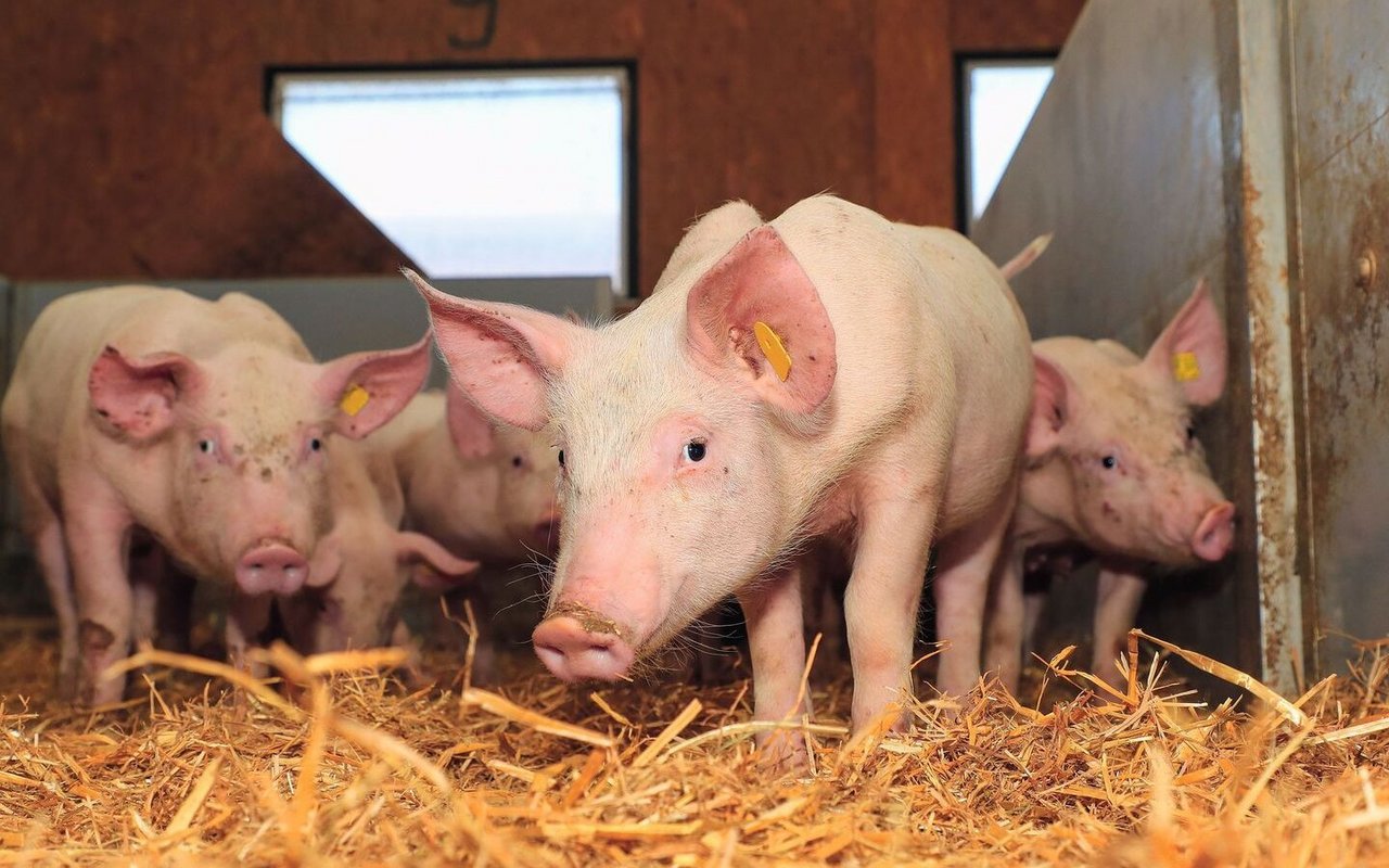 Eine Gruppe Mastschweine steht auf Stroh in ihrem Stall.