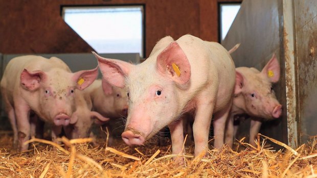 Mykotoxin-Belastung für Schweine im Stroh Eine Gruppe Mastschweine steht auf Stroh in ihrem Stall.