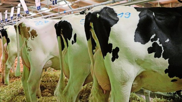 Hochleistungskühe sind von einer eingeschränkten Fruchtbarkeit besonders betroffen, weil sie oftmals eine ausgeprägte negative Ernährungsbilanz aufweisen.