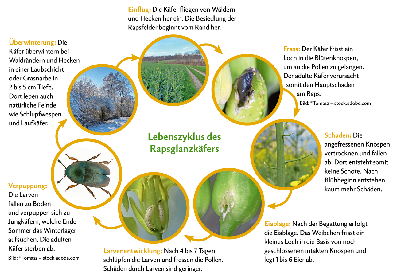 Der Rapsglanzkäfer verursacht den Hauptschaden vor Blühbeginn an den Knospen. Nach der Blüte entstehen kaum mehr Schäden. Im Gegenteil, dann wirkt der Schädling sogar als Nützling bei der Bestäubung. Quelle: pflanzenkrankheiten.ch