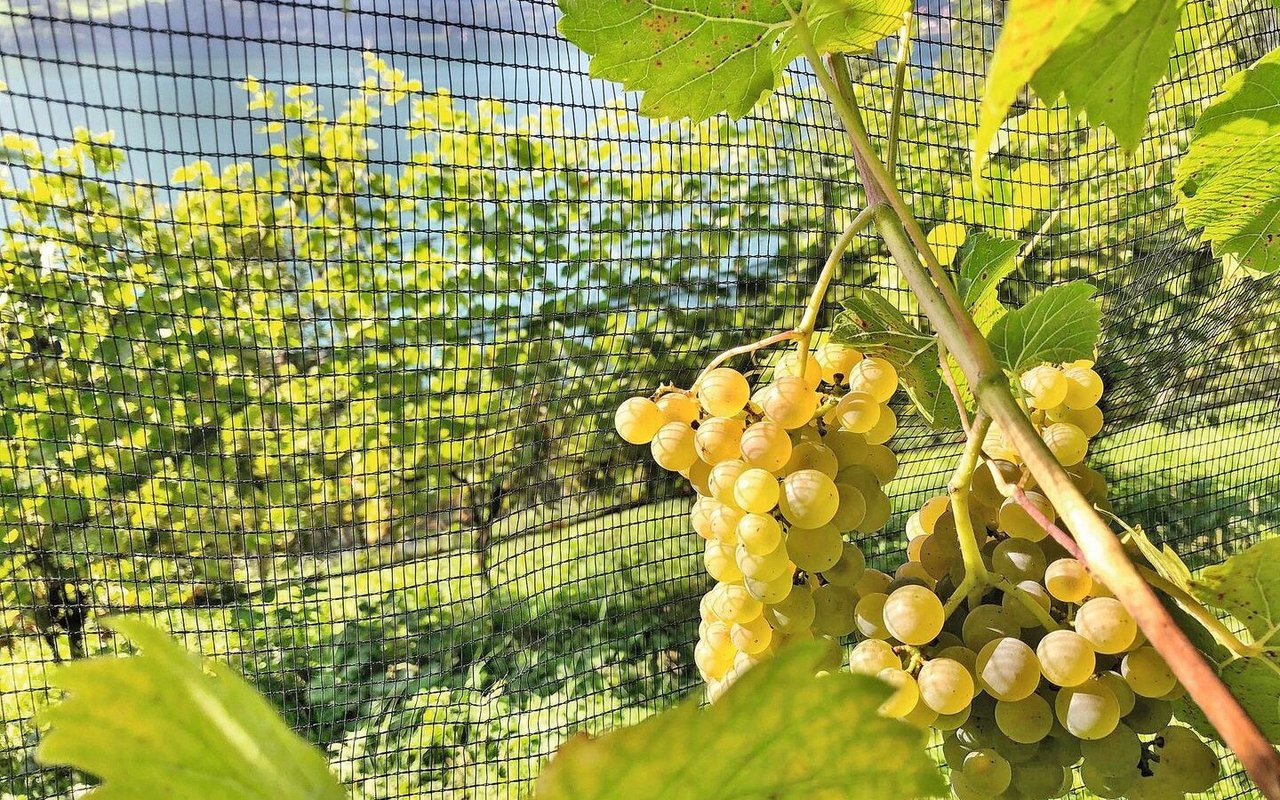 Aktuell beträgt die Rebfläche mit pilzwiderstandsfähigen Reben – wie hier Seyval blanc in Quinten SG – lediglich drei Prozent.