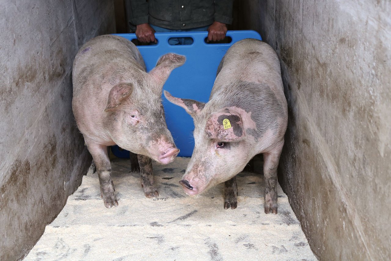 Ein ruhiger Umgang und eine strukturierte Arbeit vermeidet Stress. Ein Treibbrett kann helfen, dass die Tiere nicht in den Stall zurücklaufen. Bild: Philipp Egli